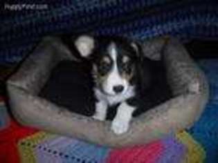 Pembroke Welsh Corgi Puppy for sale in Wright City, MO, USA