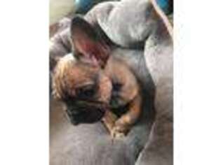 French Bulldog Puppy for sale in South San Francisco, CA, USA