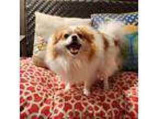 Pomeranian Puppy for sale in South Euclid, OH, USA