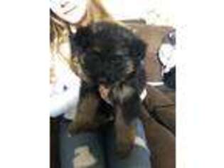 German Shepherd Dog Puppy for sale in Corry, PA, USA