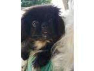 Pekingese Puppy for sale in Franklin, OH, USA