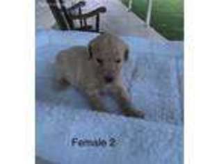 Goldendoodle Puppy for sale in Glasgow, KY, USA