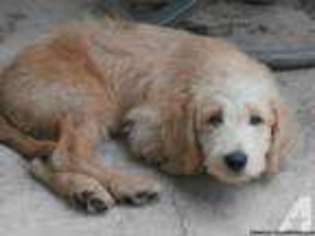 Labradoodle Puppy for sale in SARASOTA, FL, USA