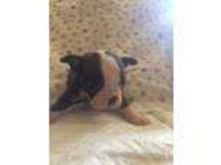 Boston Terrier Puppy for sale in Luray, VA, USA