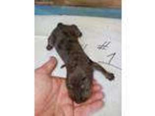 Catahoula Leopard Dog Puppy for sale in Selma, CA, USA