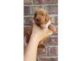 Goldendoodle Puppy for sale in Georgetown, TX, USA