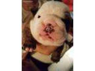 Bulldog Puppy for sale in Alderson, OK, USA