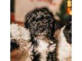 Portuguese Water Dog Puppy for sale in Hanover, PA, USA