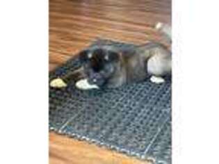Akita Puppy for sale in Upper Marlboro, MD, USA