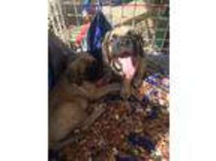 Mastiff Puppy for sale in Simms, TX, USA