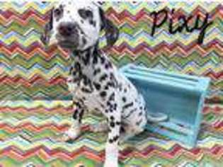 Dalmatian Puppy for sale in Petal, MS, USA