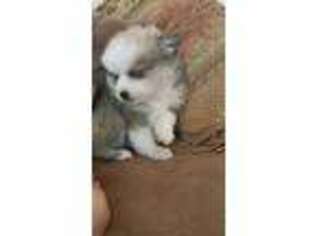 Alaskan Klee Kai Puppy for sale in Worcester, MA, USA