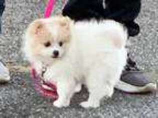 Pomeranian Puppy for sale in Woodstock, GA, USA