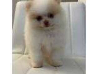 Pomeranian Puppy for sale in Winter Haven, FL, USA