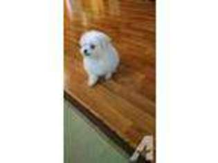 Maltese Puppy for sale in WARNER ROBINS, GA, USA