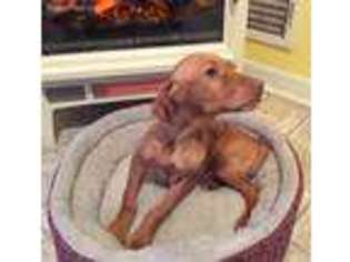 Vizsla Puppy for sale in Napoleon, OH, USA