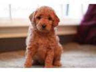 Goldendoodle Puppy for sale in Lynnwood, WA, USA