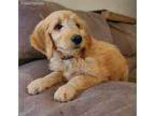 Goldendoodle Puppy for sale in Kittrell, NC, USA
