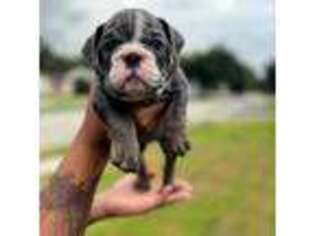 Bulldog Puppy for sale in New Orleans, LA, USA