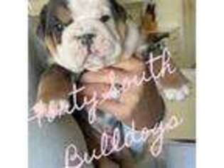 Olde English Bulldogge Puppy for sale in Jackson, TN, USA