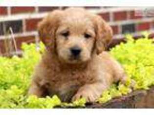 Labradoodle Puppy for sale in Lancaster, PA, USA