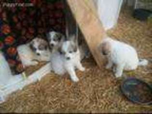 Great Pyrenees Puppy for sale in Cadott, WI, USA