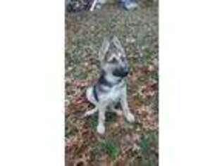 German Shepherd Dog Puppy for sale in Riverhead, NY, USA