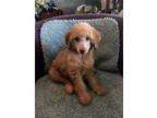 Goldendoodle Puppy for sale in Carlton, GA, USA