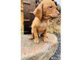 Vizsla Puppy for sale in Nampa, ID, USA