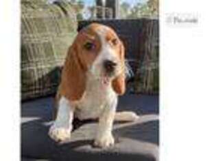 Beagle Puppy for sale in Los Angeles, CA, USA