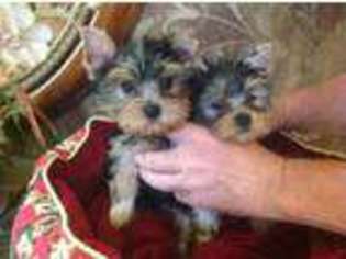 Yorkshire Terrier Puppy for sale in Fenton, MO, USA