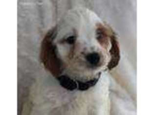 Cavapoo Puppy for sale in Warsaw, NY, USA
