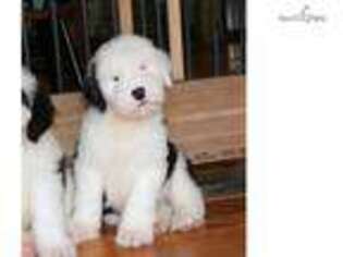 Old English Sheepdog Puppy for sale in Pittsburgh, PA, USA