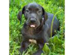 Great Dane Puppy for sale in Unknown, , USA
