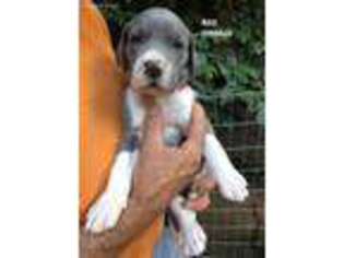 Great Dane Puppy for sale in Lowville, NY, USA