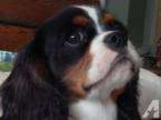 Cavalier King Charles Spaniel Puppy for sale in NORTH BEND, WA, USA