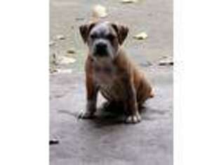 Bulldog Puppy for sale in Hobart, IN, USA