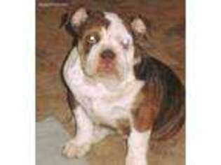 Bulldog Puppy for sale in Litchfield, MI, USA