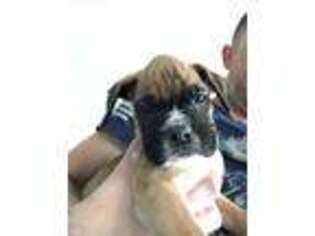 Boxer Puppy for sale in Ennis, TX, USA