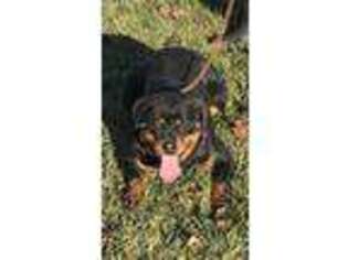 Rottweiler Puppy for sale in Peebles, OH, USA
