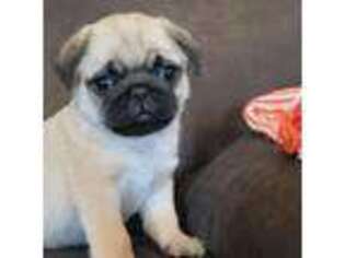 Pug Puppy for sale in Orrville, OH, USA