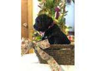 Mutt Puppy for sale in Willet, NY, USA