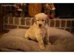 Golden Retriever Puppy for sale in Bowman, GA, USA