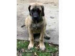 Mastiff Puppy for sale in Carlisle, PA, USA