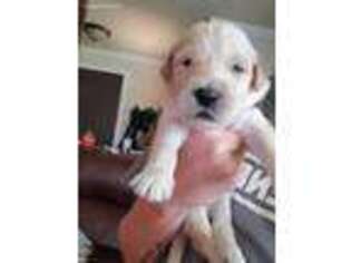 Labradoodle Puppy for sale in Winston, OR, USA