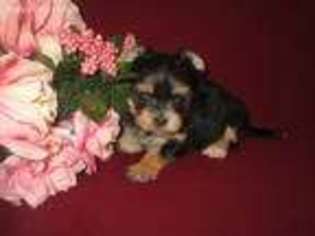 Mutt Puppy for sale in Indianola, IA, USA