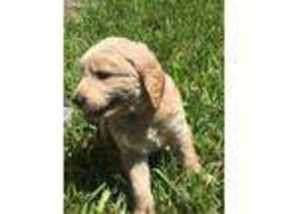 Goldendoodle Puppy for sale in Levelland, TX, USA