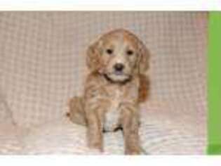 Goldendoodle Puppy for sale in Niangua, MO, USA