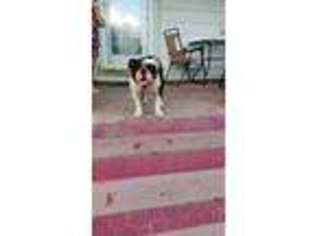 Olde English Bulldogge Puppy for sale in De Soto, MO, USA