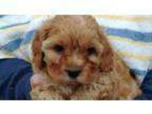 Cavapoo Puppy for sale in Loomis, CA, USA